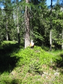 Pineta